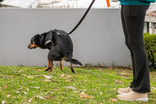 dog pooping