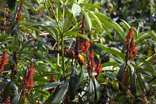Rufous Sibia Heterophasia capistrata Hunting Nectar in Blossoms of Ocotillo flowers at Latpanchar, India.