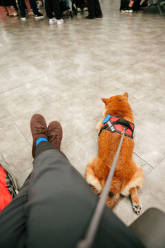 Dog Beside Owner in Airport