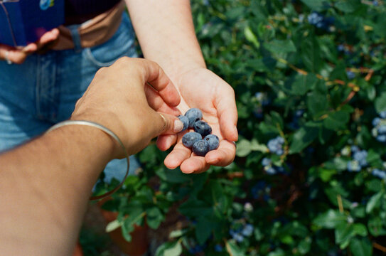 Hand showing freshly picked blueberries