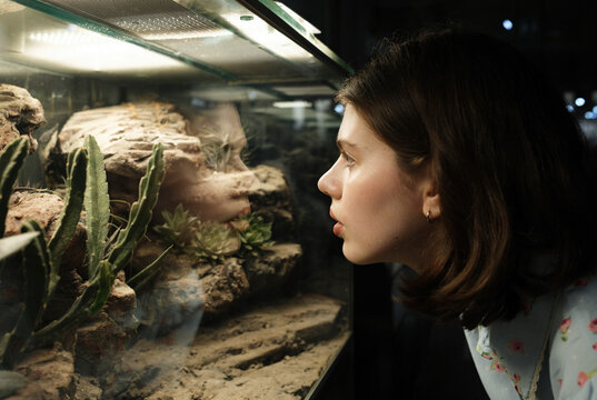 Young girl closely observing reptiles in a terrarium