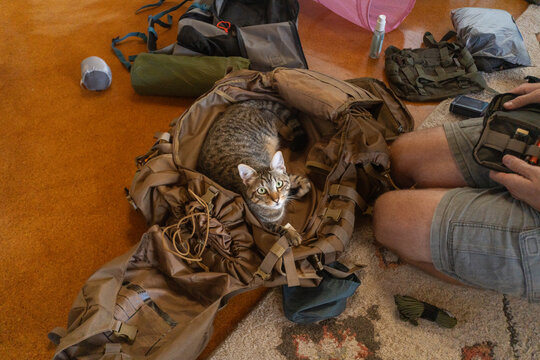 Cat Inside Backpack