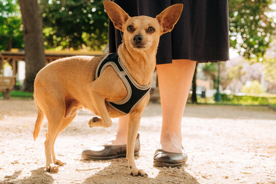 Alert Miniature Pinscher dog standing beside an anonymous woman