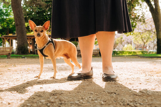 Miniature Pinscher dog with harness beside woman in a park