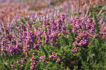 Fototapeta premium field of flowers
