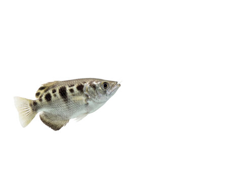 Side profile of archerfish spitting water jet isolated on transparent background demonstrating the physics of trajectory and biological mechanisms for educational aids