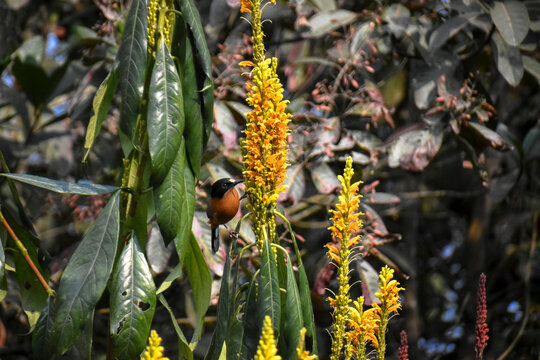 Rufous Sibia Heterophasia capistrata Hunting Nectar in Blossoms of Ocotillo flowers at Latpanchar, India.
