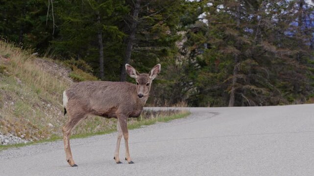 Mule deer standing on mountain road crossing looking at camera