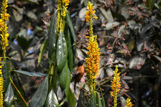 Rufous Sibia Heterophasia capistrata Hunting Nectar in Blossoms of Ocotillo flowers at Latpanchar, India.
