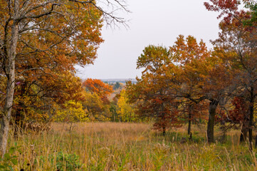 Fototapeta premium Scenic view of a tall grass prairie meadow and colorful autumn trees at Quarry Hill Park in Minnesota.