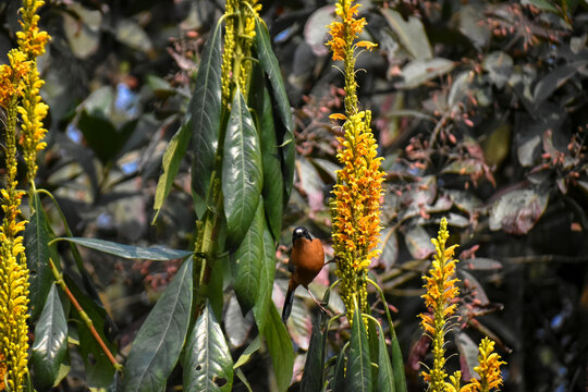 Rufous Sibia Heterophasia capistrata Hunting Nectar in Blossoms of Ocotillo flowers at Latpanchar, India.