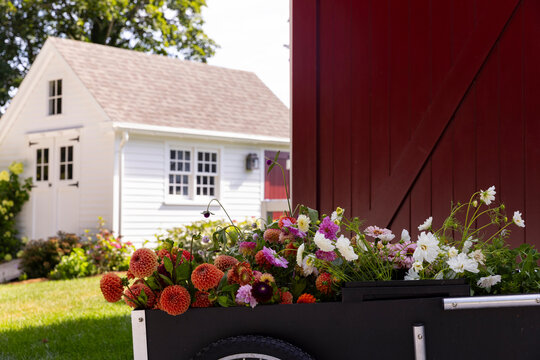 Garden shed  cart  Luxury property dahlia flower 