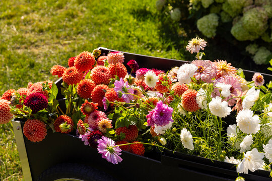 Garden  Wheelbarrow Luxury property dahlia flower 