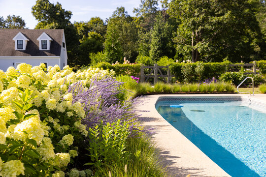 Swimming Pool hydrangea flowers 