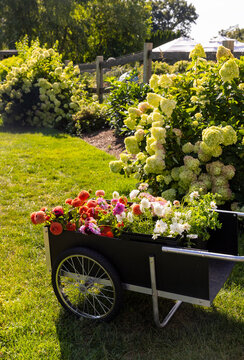 Garden cart Luxury property dahlia flower 
