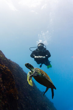 Diver Encounters a Sea Turtle underwater