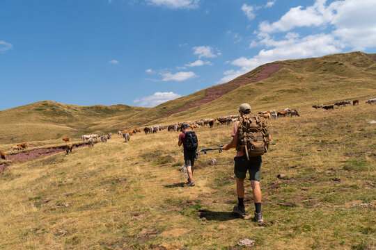 Two Hikers Crossing Mountain Meadow