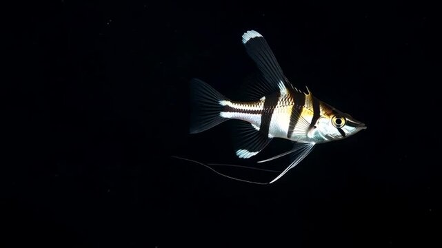 Elegant Zebra Fish in the Abyss: A captivating zebra fish gracefully navigates the depths of a dark abyss, showcasing its striking black and white striped pattern and delicate fins.