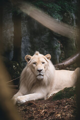 Obraz premium Majestic White Lion Resting in a Lush Forest Environment.