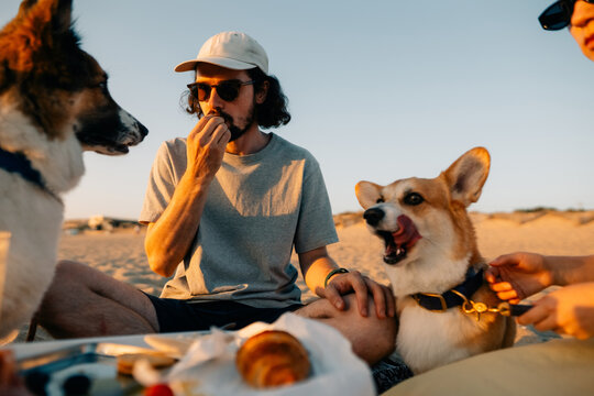Enjoying a Sunset Picnic at the Beach With Dogs and Snacks
