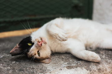 stray cat lounging on the ground © Samantha Swain