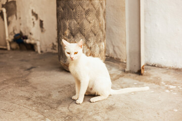 stray cat sitting outside © Samantha Swain