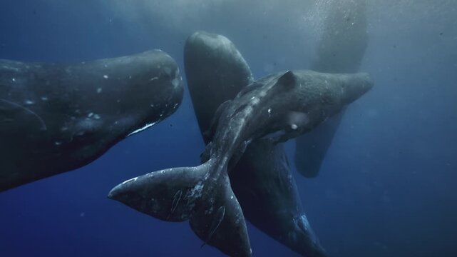 Underwater view of Sperm Whale group socialization. Wildlife marine mammal animals. Many whales play with each other, dancing clicking rubbing. Giant aquatic animals in deep blue water of Indian Ocean