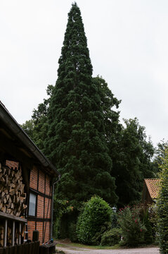 old barn with rare mammoth tree behind it in norther Germany