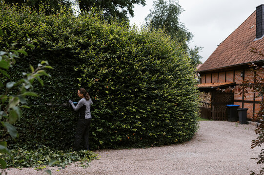 woman cutting hedge in her backyard