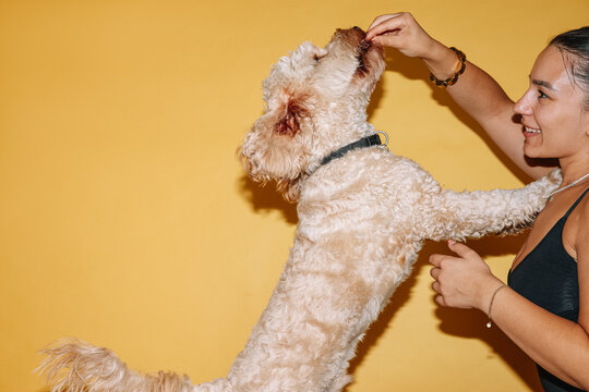 dog catching a treat