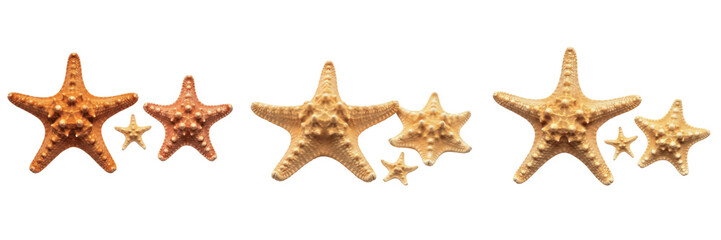 Set of Realistic Starfish Groups and Sea Stars Isolated on White Background PNG