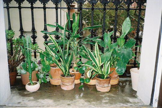 Lush Potted House Plants on a Balcony