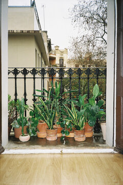 Balcony Filled With Potted Plants in the Rain