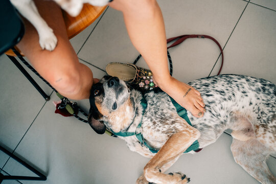 Happy Dog Relaxes Beside Owner in Cozy Indoor Cafe Space