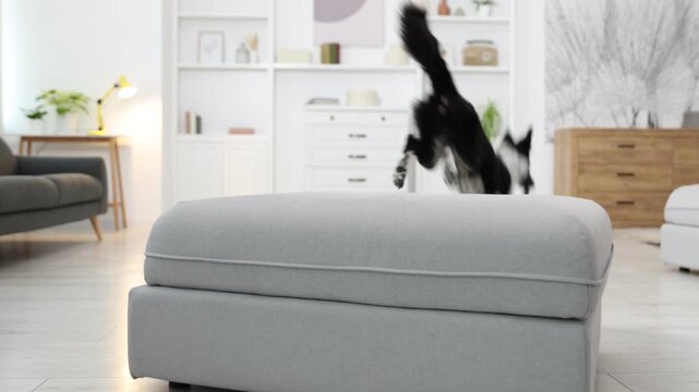 Cute Border Collie dog taking leash with mouth from pouf indoors