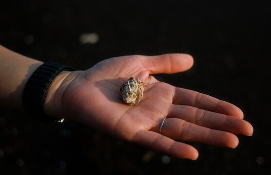 A Hermit Crab in the Palm of a Hand.