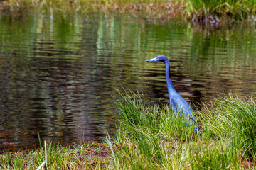 colorful rich hue little blue heron Egretta caerulea standing hunting by a pond in bright spring green