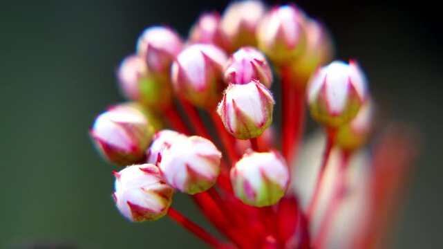Ninebark flowers close-up. 4k video
