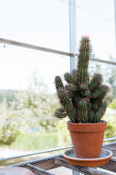 Cactus in terracotta pot placed on a metal shelf inside a greenhouse