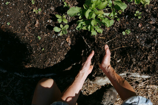 Person planting young seedlings in garden soil with their hands 