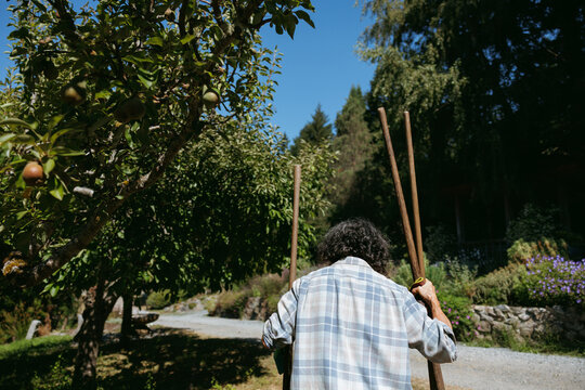Person gathering fruit under orchard trees on a sunny day