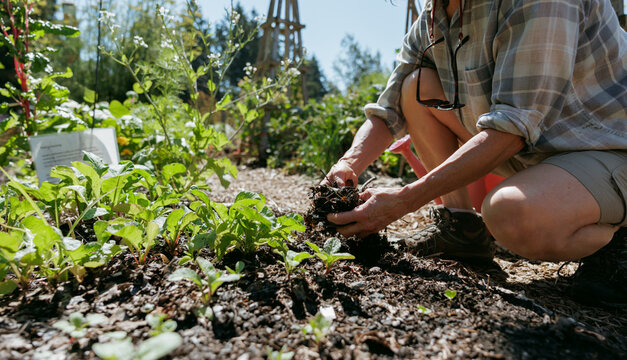 Gardener tending plants in a sunny vegetable garden with care