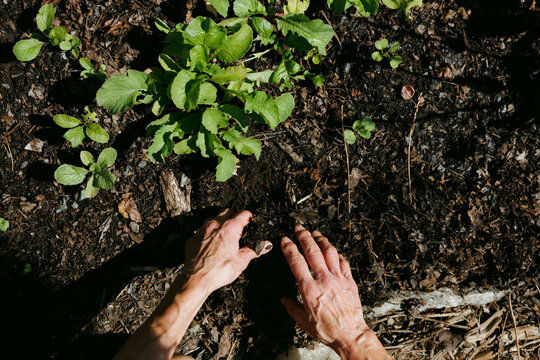 Hands planting seeds in fertile soil with fresh green plants