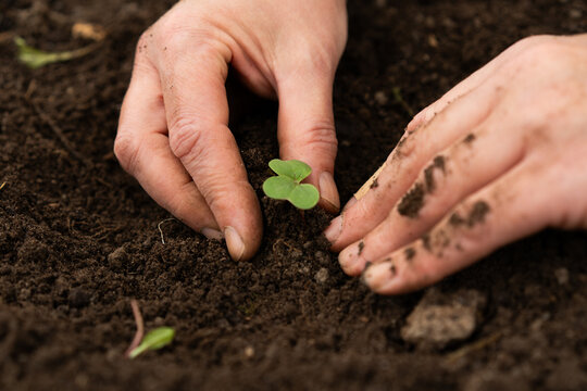 Planting young seedling in fertile garden soil

