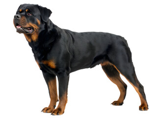 Obraz premium rottweiler dog standing on a white background