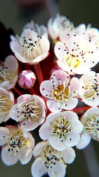 Flowers of the ninebark close-up. 4k video