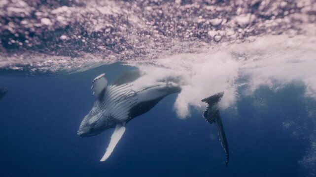 Underwater view of giant majestic humpback whale swimming and waving its pectoral fin and tail. Wildlife marine mammal animals nature. Undersea world. Young playful whale touch wave water surface
