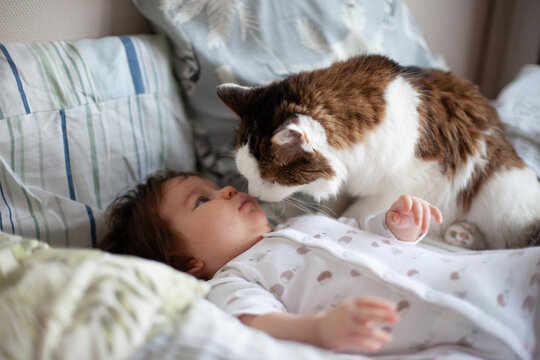 Cat sniffs baby lying on bed at home
