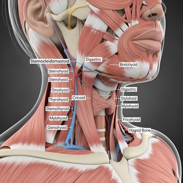 Detailed anatomical illustration of the human neck muscles, highlighting key structures and their names for educational purposes.