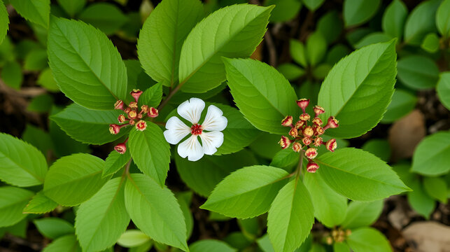 Two flowering bunchberry Cornus canadensis dogwood plants top view horizontal orientation